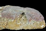 Fossil Brachiopod (Spirifer) On Matrix Of Crinoid Stems #103534-2